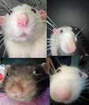 Rat_lovers !!