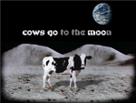 cows go moo