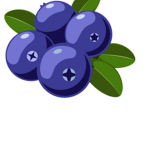Blueberry_bunch