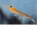 krill.