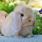 Peach bunnies!
