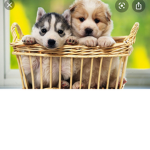 Dogss United