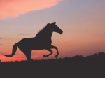Horses are cute!