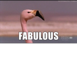 flamingo is awesome group