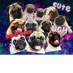 Pugs Forever!! <3