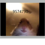 hamster GOD