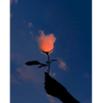 彡 Exposure