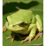 FROGS FOR LIFE