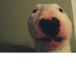 Dog meme studios