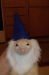 *+wizard club+*