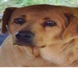 scared dog
