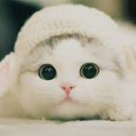 Kitty’s group!