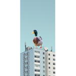 Save the ducks today