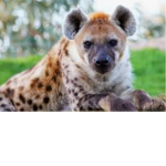 The Hyena Clan