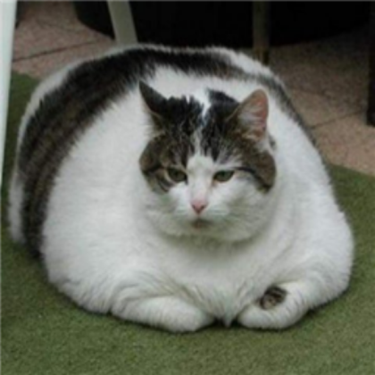 fat-cat Roblox decal
