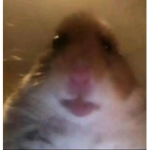 Hi(;