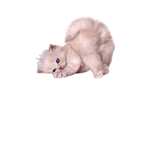Fluffy Kittens.