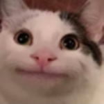 free bobux for special member