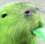 Green Capybaras :)