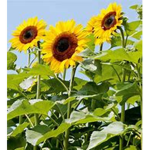 Hello Sunflowers<3