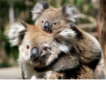 Koala!! Show you fashion!!