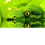 Snakes_United