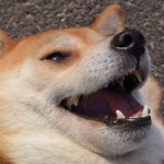 Doggo Productions Studios