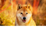 Doge_Fight