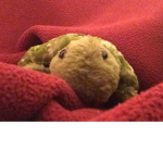 Turtles r cool and so is Roblox