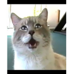 BoogyTitanic On YT