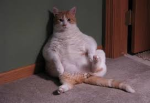 TheFatCat$