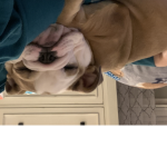 Bulldog Bella