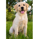Dogs & Puppy Group!