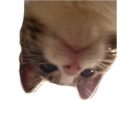 angies Cat Fan group