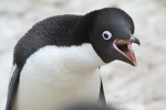 Pingus skibidi enemys