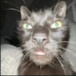 Pawlevolent