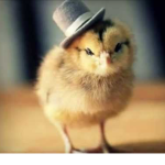 Chickens and love