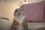 RaCushie Emote