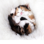 CatsGroupx
