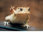 Hello folks!