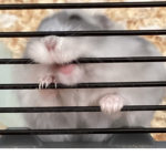The cool hamster group