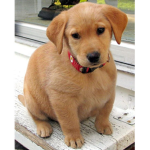 We love dogs! Dogs Dogs Dogs