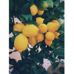 LemonnClothing