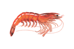 CULT OF SHRIMP