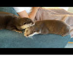 I love otters do you