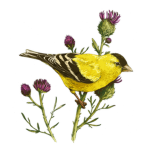 [SR] Sky Rookeries