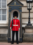 ROYAL GUARD LEGION GOAT