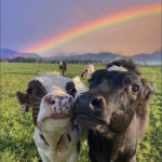 cutesy cows