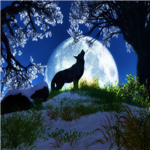 Wild Forest