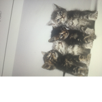 Super cool and cute kitten’s